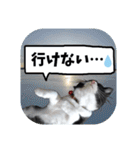 爆釣！ワカサギ釣り大好き猫エレのスタンプ（個別スタンプ：4）