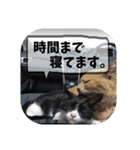 爆釣！ワカサギ釣り大好き猫エレのスタンプ（個別スタンプ：11）