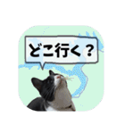 爆釣！ワカサギ釣り大好き猫エレのスタンプ（個別スタンプ：12）