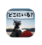 爆釣！ワカサギ釣り大好き猫エレのスタンプ（個別スタンプ：13）