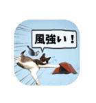爆釣！ワカサギ釣り大好き猫エレのスタンプ（個別スタンプ：19）