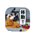爆釣！ワカサギ釣り大好き猫エレのスタンプ（個別スタンプ：33）