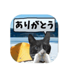 爆釣！ワカサギ釣り大好き猫エレのスタンプ（個別スタンプ：37）