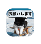 爆釣！ワカサギ釣り大好き猫エレのスタンプ（個別スタンプ：38）