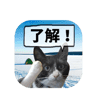 爆釣！ワカサギ釣り大好き猫エレのスタンプ（個別スタンプ：39）