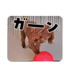 トイプーギャルみく（個別スタンプ：18）