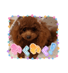 トイプーギャルみく（個別スタンプ：24）