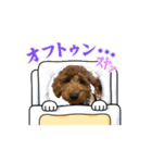 トイプーラテぴょんスタンプ（個別スタンプ：1）