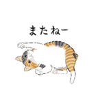 猫の菊ちゃんスタンプ3（個別スタンプ：37）