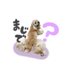 American Cocker Spaniel【ビビ】♀（個別スタンプ：1）