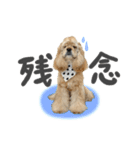 American Cocker Spaniel【ビビ】♀（個別スタンプ：2）