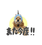American Cocker Spaniel【ビビ】♀（個別スタンプ：3）