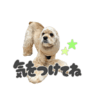 American Cocker Spaniel【ビビ】♀（個別スタンプ：5）