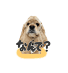 American Cocker Spaniel【ビビ】♀（個別スタンプ：6）