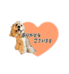 American Cocker Spaniel【ビビ】♀（個別スタンプ：7）