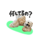 American Cocker Spaniel【ビビ】♀（個別スタンプ：9）