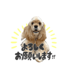 American Cocker Spaniel【ビビ】♀（個別スタンプ：10）