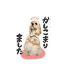 American Cocker Spaniel【ビビ】♀（個別スタンプ：11）