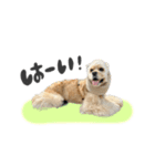 American Cocker Spaniel【ビビ】♀（個別スタンプ：12）
