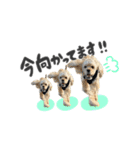 American Cocker Spaniel【ビビ】♀（個別スタンプ：13）