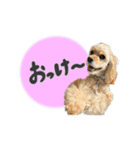 American Cocker Spaniel【ビビ】♀（個別スタンプ：14）