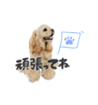 American Cocker Spaniel【ビビ】♀（個別スタンプ：16）