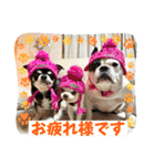 もちおと愉快な仲間たち7（個別スタンプ：12）