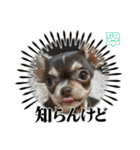 もちおと愉快な仲間たち7（個別スタンプ：19）