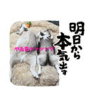 もちおと愉快な仲間たち7（個別スタンプ：20）