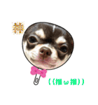 もちおと愉快な仲間たち7（個別スタンプ：24）