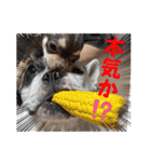 もちおと愉快な仲間たち7（個別スタンプ：29）