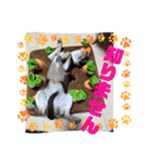 もちおと愉快な仲間たち7（個別スタンプ：31）