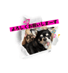 もちおと愉快な仲間たち7（個別スタンプ：35）