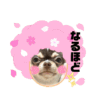 もちおと愉快な仲間たち7（個別スタンプ：36）