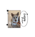 韓国の犬の動くスタンプ（個別スタンプ：5）