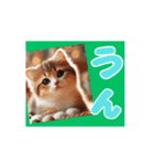 [動く]ポップアップ 猫1（個別スタンプ：6）