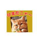 [動く]ポップアップ 猫1（個別スタンプ：12）