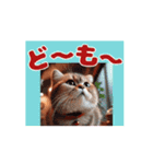 [動く] ポップアップ猫 2（個別スタンプ：1）