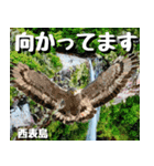 八重山諸島巡り大好き。2（個別スタンプ：13）