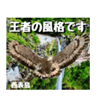 八重山諸島巡り大好き。2（個別スタンプ：14）