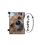 愛犬生活♡（個別スタンプ：7）