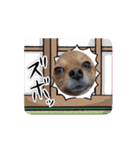 愛犬生活♡（個別スタンプ：11）