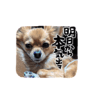 愛犬生活♡（個別スタンプ：13）