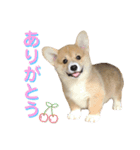 corgi-86.part4（個別スタンプ：1）