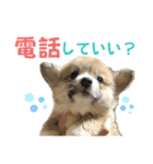 corgi-86.part4（個別スタンプ：2）