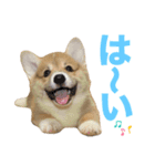 corgi-86.part4（個別スタンプ：9）