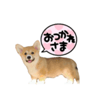 corgi-86.part4（個別スタンプ：10）