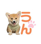 corgi-86.part4（個別スタンプ：11）