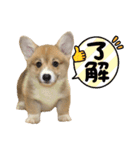 corgi-86.part4（個別スタンプ：15）