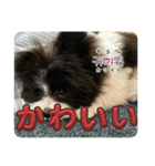〔ポメマル〕くるみの会話（個別スタンプ：1）
